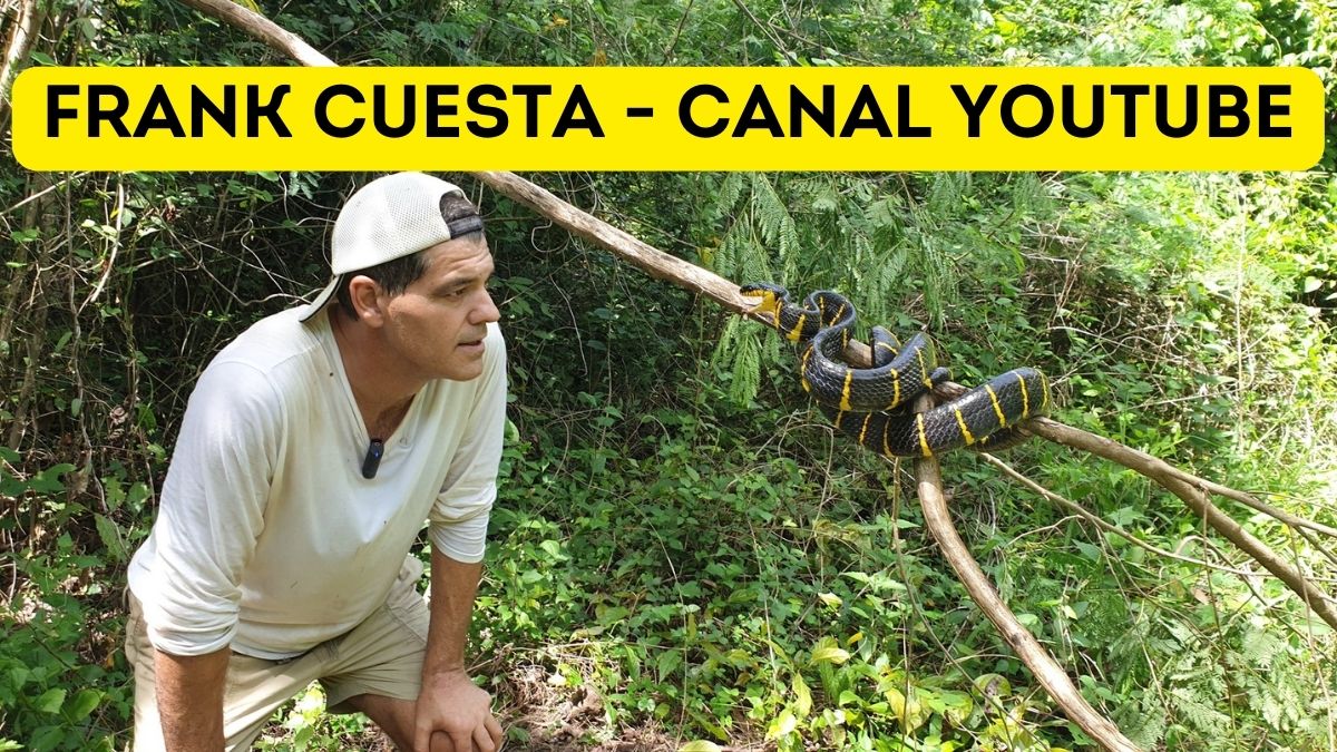 FRANK CUESTA - CANAL YOUTUBE Net Worth, Income & Estimated Earnings
