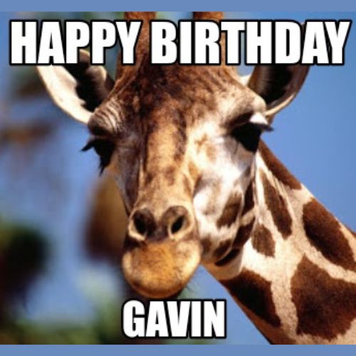 Happy Birthday Gavin Memes