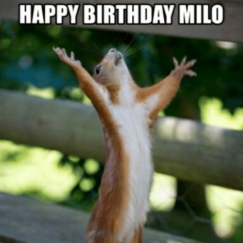 Happy Birthday Milo Memes