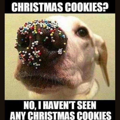 Merry Christmas Dog Memes