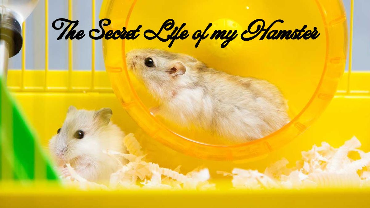 The Secret Life of my Hamster - Net Worth, Income & Estimated Earnings