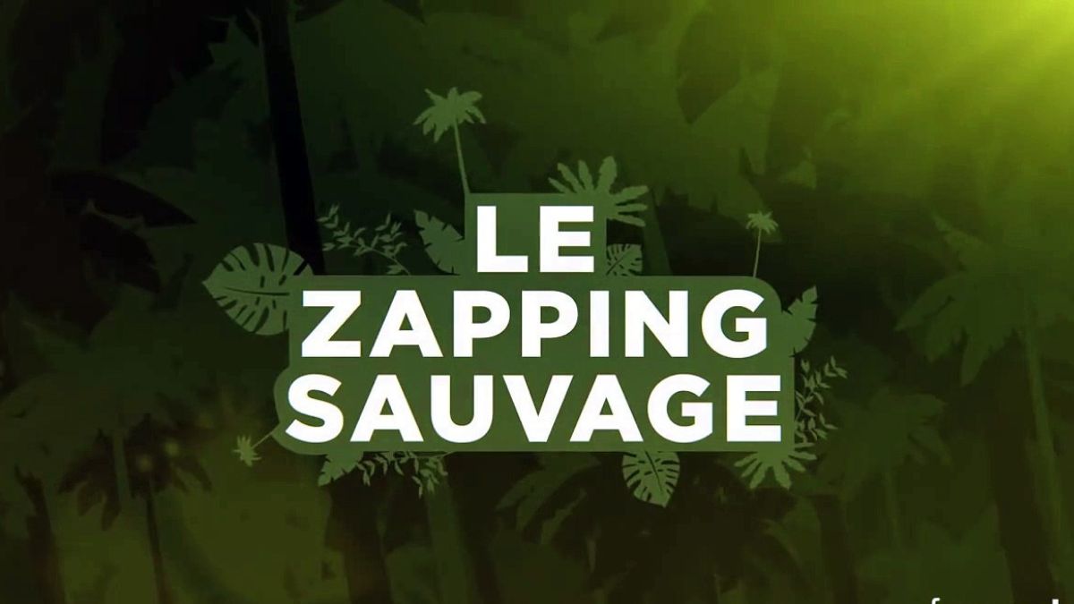 Zapping Sauvage - Net Worth, Income & Estimated Earnings