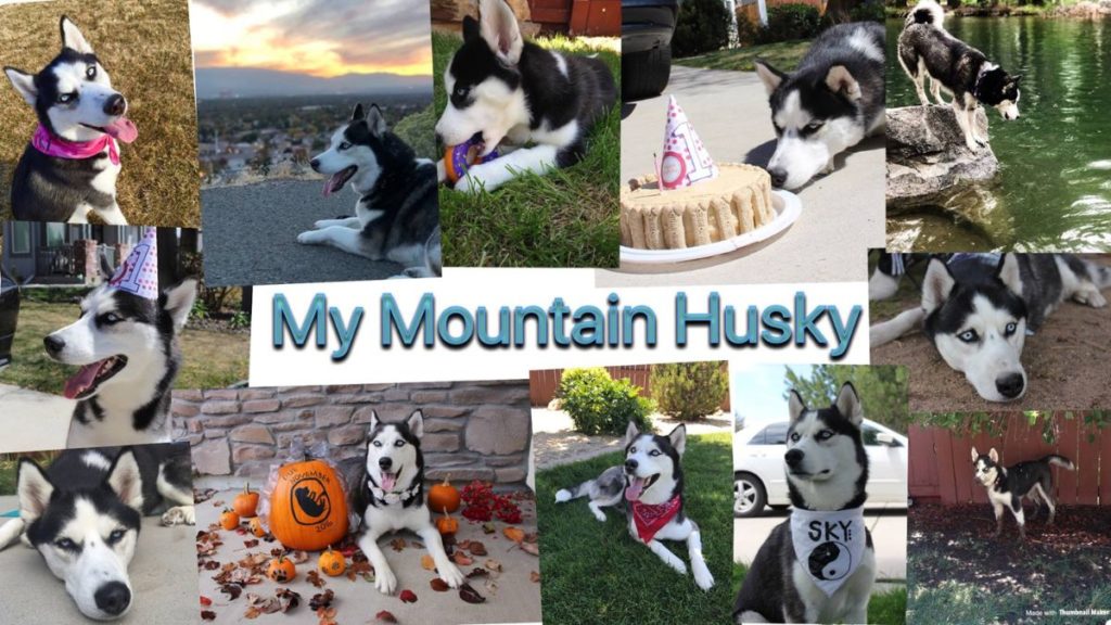 My Mountain Husky – Net Worth, Income & Estimated Earnings My Mountain Husky - Net Worth, Income & Estimated Earnings
