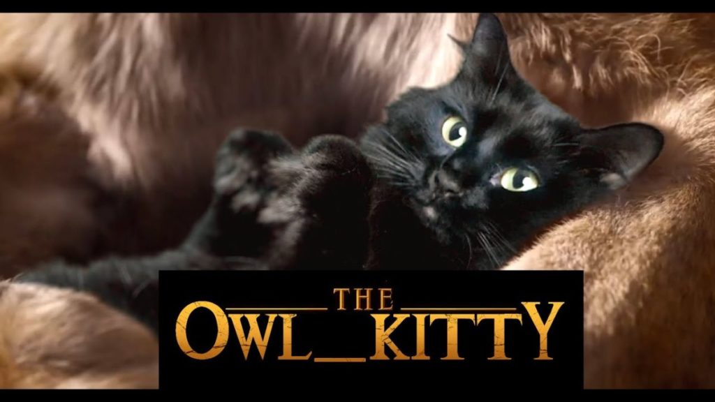 OwlKitty - Net Worth, Income & Estimated Earnings