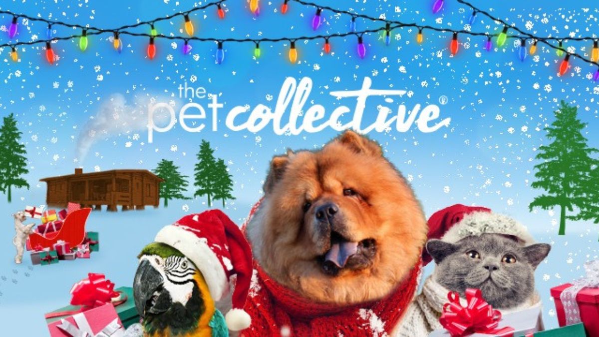 The Pet Collective - Net Worth, Income & Estimated Earnings