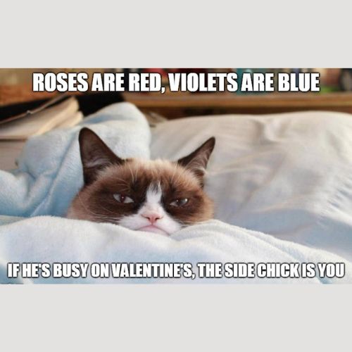 valentines day cat memes