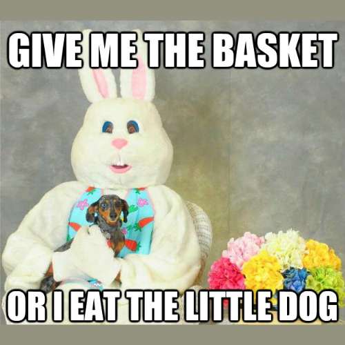 Easter Bunny Memes